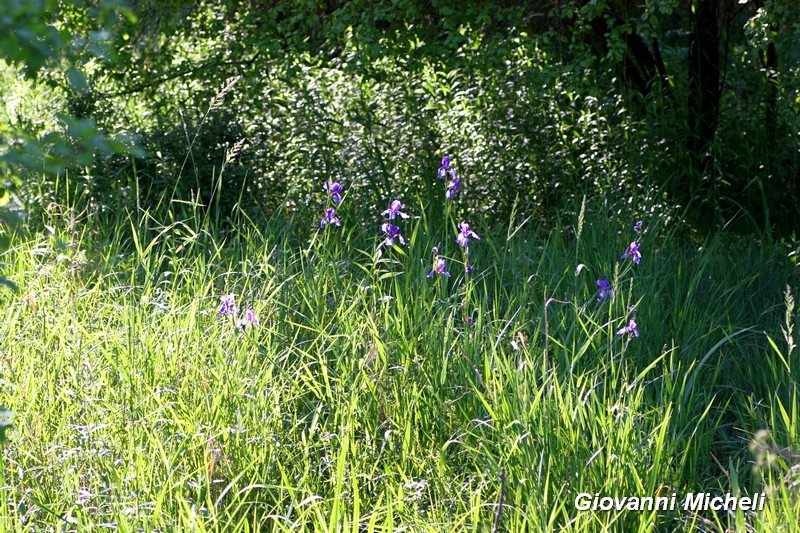 Parco del Ticino 15.5.16